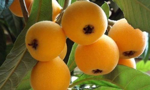Yeni Dünya Fidanı Özellikleri