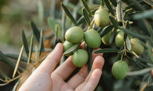 Arbequina Zeytin Fidanı Çeşitleri
