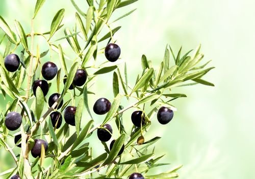 Zeytin Fidanı Özellikleri