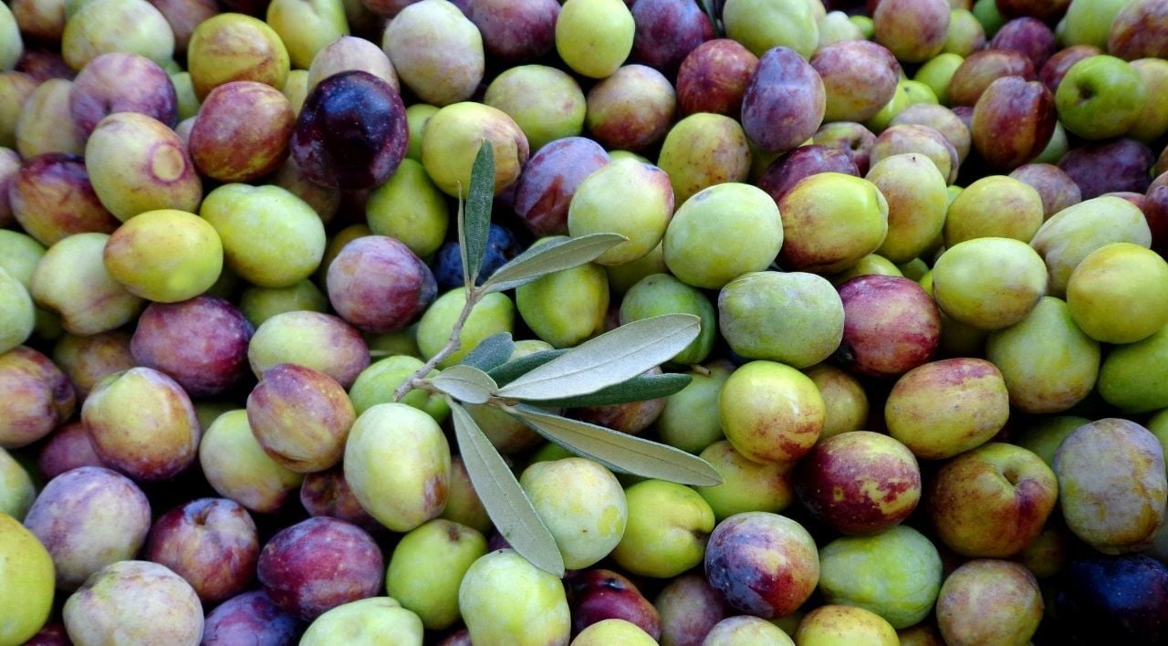 Tekir Zeytin Fidanı Satışı