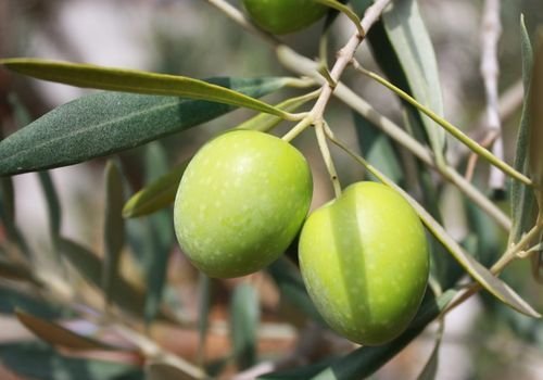 Zeytin Fidanı Satışı
