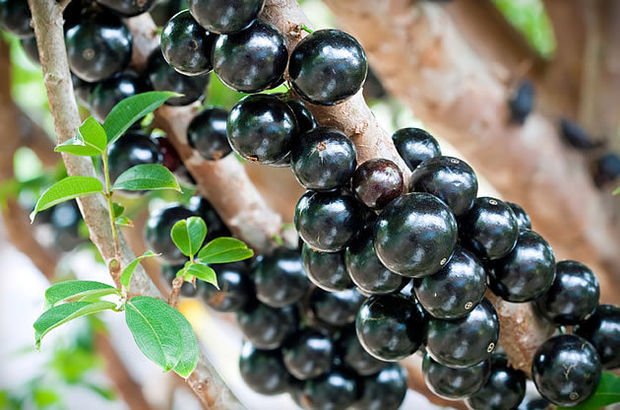 Jaboticaba Ağacı  Myrciaria cauliflora