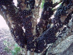 Jaboticaba Ağacı  Myrciaria cauliflora