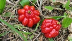 Surinam Kiraz Fidanı Eugenia uniflora