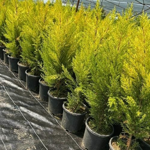 Limon Çamı Limon Servi Fidanı  Cupressus Macrocarpa