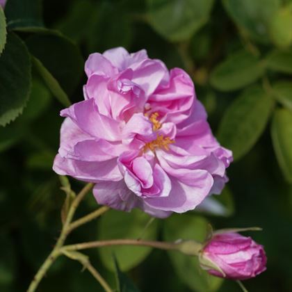 Reçel Gülü Fidanı Rosa Damascena 60 cm