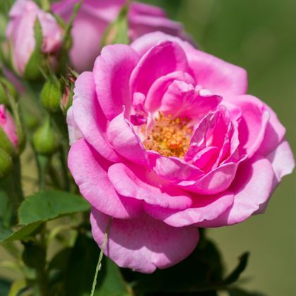 Reçel Gülü Fidanı Rosa Damascena 60 cm