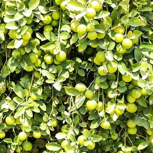 Misket Limonu Fidanı Citrus Aurantiifolia