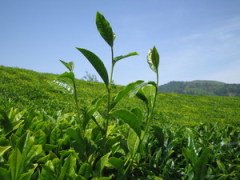 Çay Fidanı Camellia sinensis