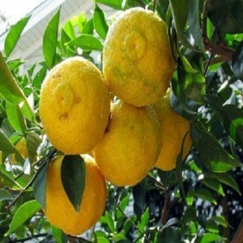 Japon Limonu Citrus Junos