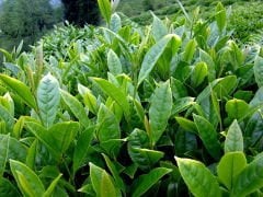 Yeşil Çay Fidanı Camellia sinensis