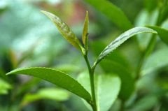 Yeşil Çay Fidanı Camellia sinensis