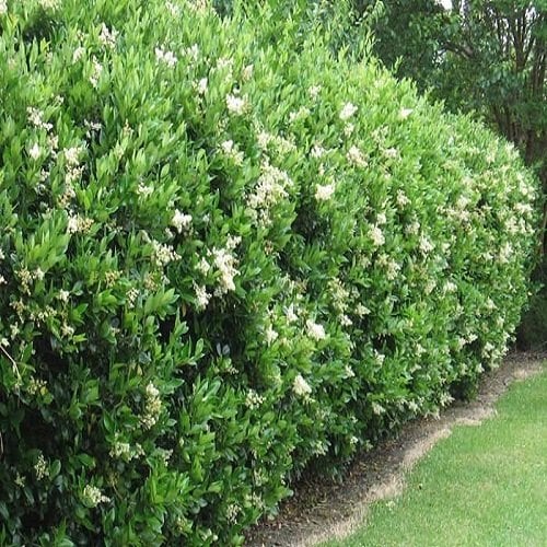 Ligustrum Lüküstrüm Fidanı Bitkisi