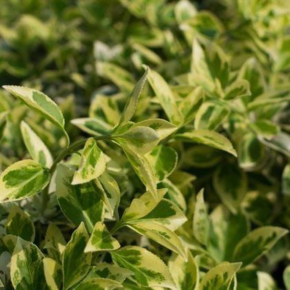 Alacalı Taflan Bitkisi