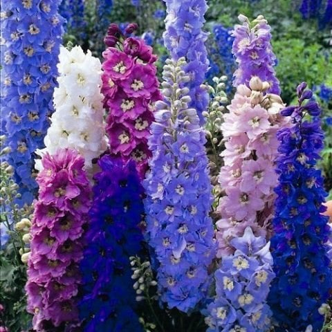 Hezaren Çiçeği Bitkisi Delphinium Consolida