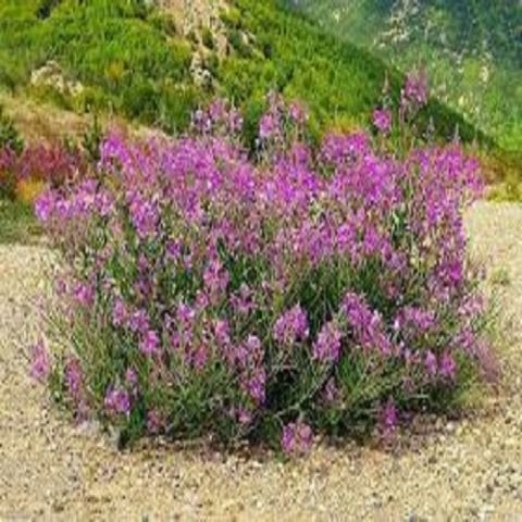 Yakı Otu Bitkisi Epilobium