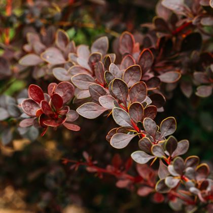 Küçük Yapraklı Berberis Çiçeği 35 cm