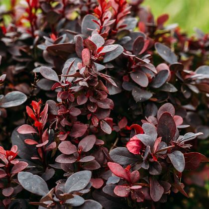 Küçük Yapraklı Berberis Çiçeği 35 cm