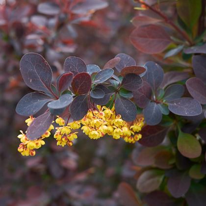 Küçük Yapraklı Berberis Çiçeği 35 cm