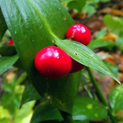 Ruscus Fidanı Yaka Çiçeği