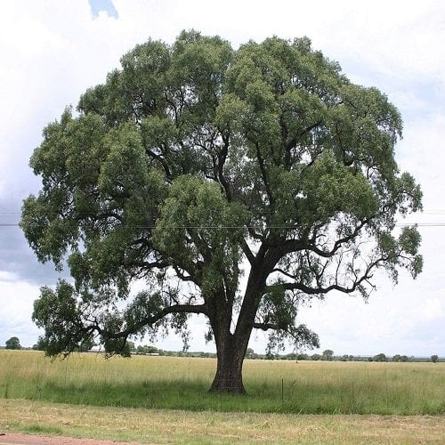 Marula Ağacı Bitkisi Sclerocarya Birrea