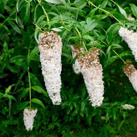 Beyaz Kelebek Çalısı Çiçeği