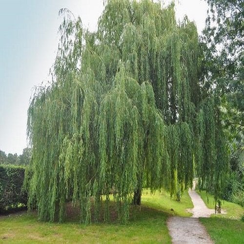 Ak Söğüt Ağacı Salix Alba