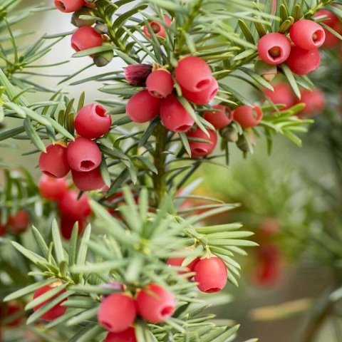 Yaygın Porsuk Bitkisi Taxus Baccata