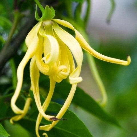 Ylang Ylang Tohumu 1 adet