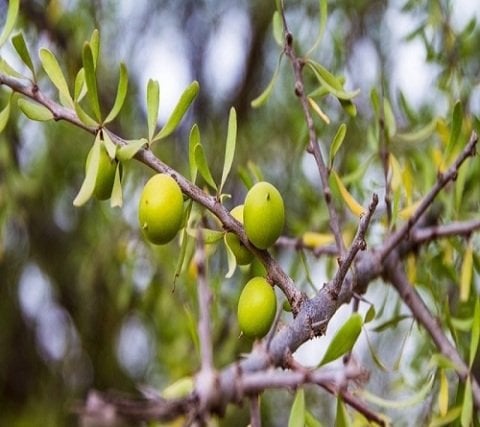 Argan Tohumu 1 adet