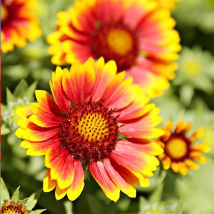 Gayret Çiçeği Gaillardia Tohumu 10 adet