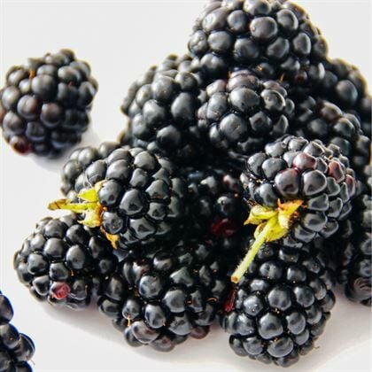 Ruben Dikensiz Böğürtlen Fidanı Rubus Fruticosus