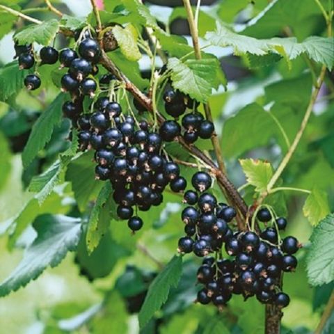 Tokat Frenk Üzümü Fidanı Ribes Rubrum