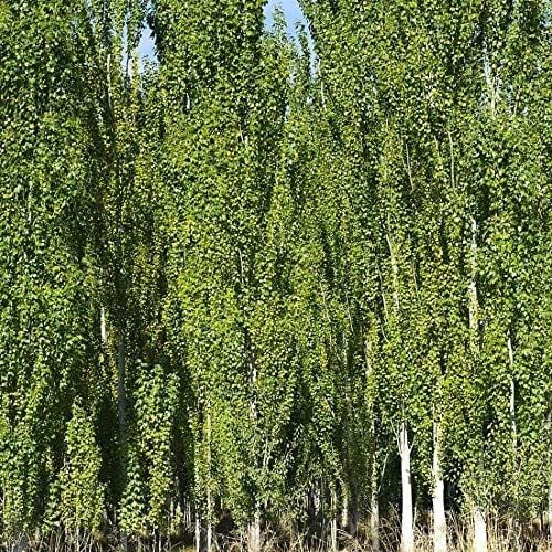 Anadolu Kavak Ağacı Fidanı Populus Alba