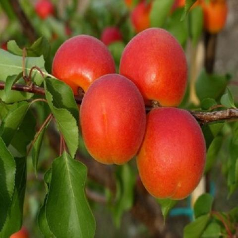 Zaiges Kayısı Prunus Armeniaca