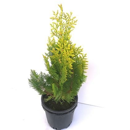 Altuni Top Mazı Fidanı Thuja Orientalis Aurea