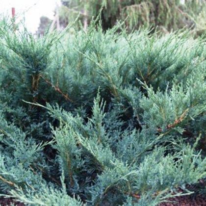 Sabin Ardıç Fidanı Juniperus Sabina