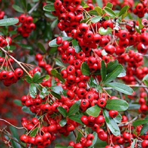 Yabani Alıç Fidanı Crataegus L.