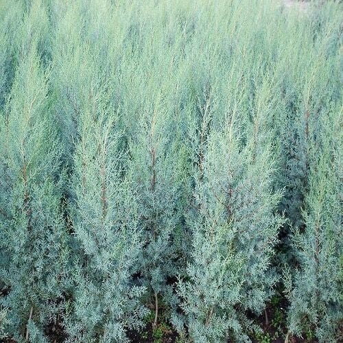 Mavi Servi Fidanı ( arizona ) Cupressus Arizonica