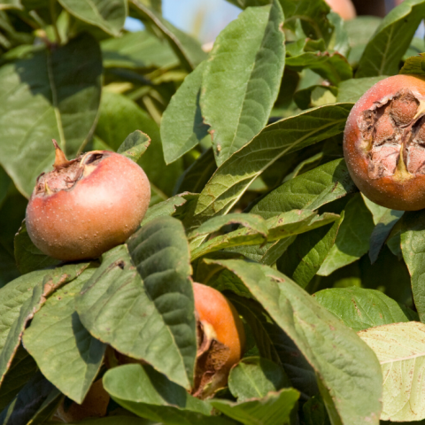 Muşmula Ağacı Fidanı Mespilus Germenica