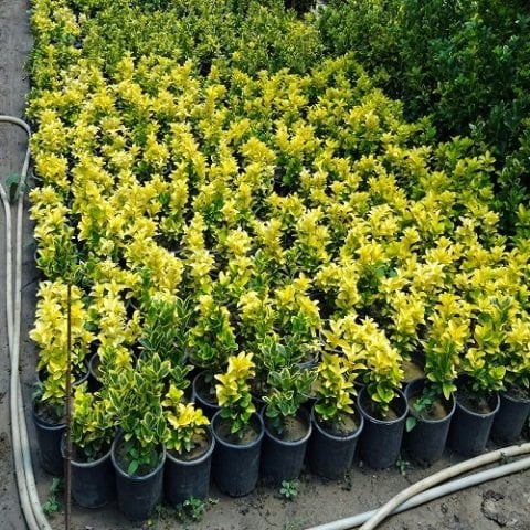 Gold Taflan Fidanı Euonymus Japonica Var Aurea