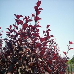 Süs Eriği Fidanı Erik Prunus Cerasifera Pissardii