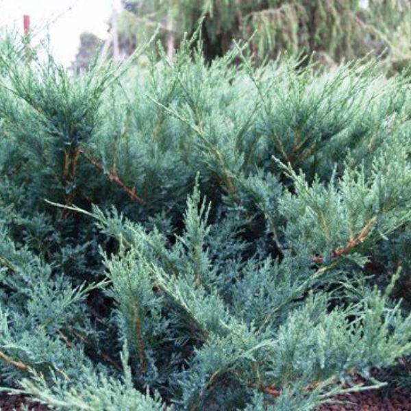 Mavi Ardıç Fidanı Juniperus Sabina Blue