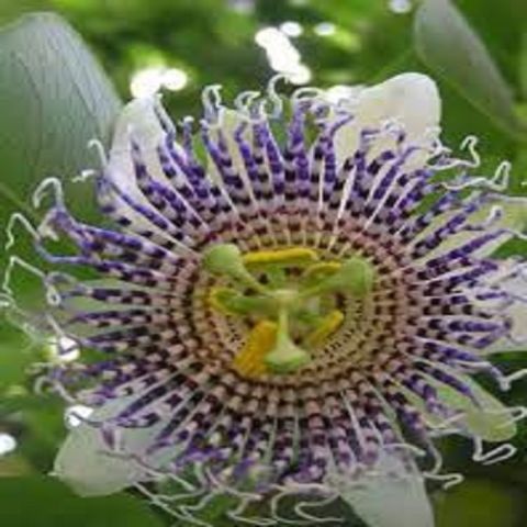 Actinia Çarkıfelek Çiçeği Fidanı Passiflora Caerulea