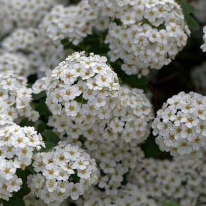 İspirya Çiçeği Keçi Sakalı Spiraea Vanhouttei