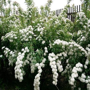 İspirya Çiçeği Keçi Sakalı Spiraea Vanhouttei