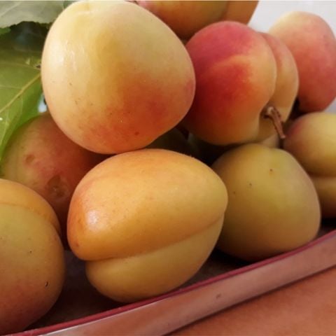 Hoşaflık Kayısı Fidanı Prunus Albenia