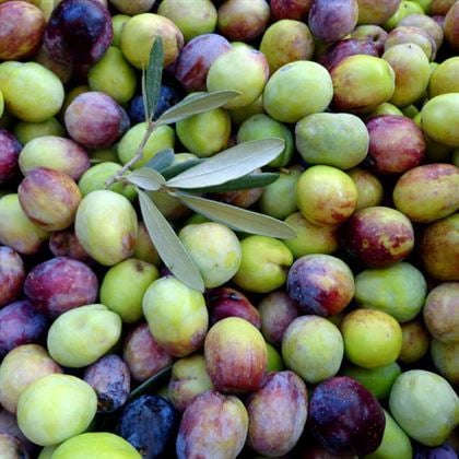 Domat Zeytin Fidanı Olea