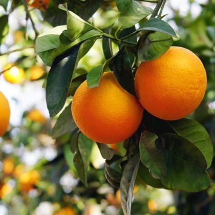 Portakal Fidanı Tatlı ve İnce Kabuklu Citrus Sinensis