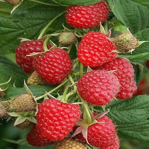 Nevada Ahududu Fidanı Rubus İdaeus